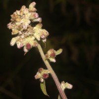 Blumea hieraciifolia var. flexuosa (C.B.Clarke) Randeria